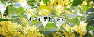 木犀花是桂花吗?,第1图