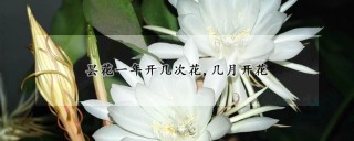 昙花一年开几次花,几月开花,第1图