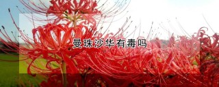 曼珠沙华有毒吗,第1图