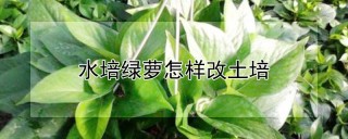 水培绿萝怎样改土培,第1图