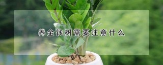 养金钱树需要注意什么,第1图