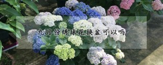 九月份绣球花换盆可以吗,第1图