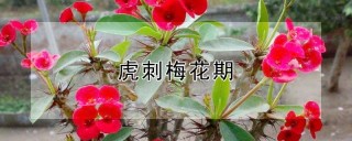 虎刺梅花期,第1图