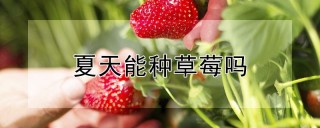 夏天能种草莓吗,第1图