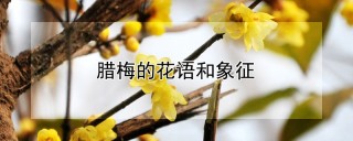 腊梅的花语和象征,第1图