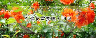 石榴花需要晒太阳吗,第1图