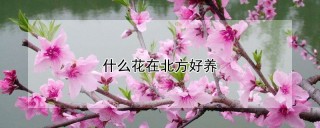 什么花在北方好养,第1图