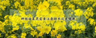 种植油菜花需要注意排水还是催熟,第1图