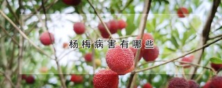 杨梅病害有哪些,第1图