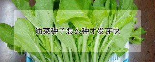 油菜种子怎么种才发芽快,第1图