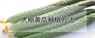 大棚黄瓜种植方法,第1图