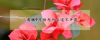 三角梅9月份为什么还不开花,第1图