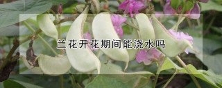 兰花开花期间能浇水吗,第1图