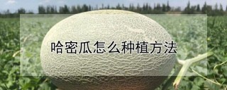 哈密瓜怎么种植方法,第1图