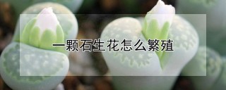 一颗石生花怎么繁殖,第1图