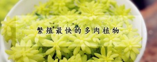 繁殖最快的多肉植物,第1图