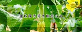 丝瓜秧长得太细怎么办,第1图