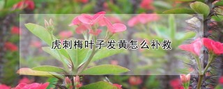 虎刺梅叶子发黄怎么补救,第1图