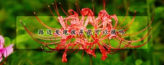 路边发现彼岸花可以摘吗,第1图