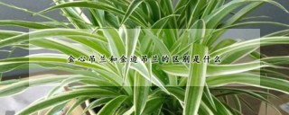 金心吊兰和金边吊兰的区别是什么,第1图