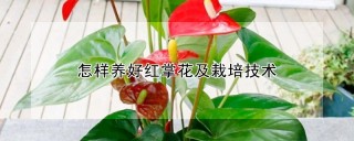 怎样养好红掌花及栽培技术,第1图