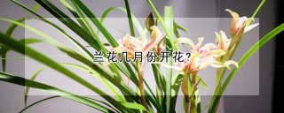 兰花几月份开花?,第1图