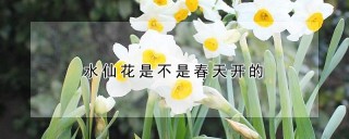 水仙花是不是春天开的,第1图