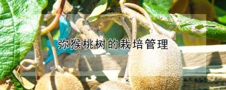 弥猴桃树的栽培管理,第1图