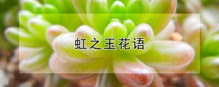 虹之玉花语,第1图