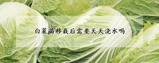 白菜苗移栽后需要天天浇水吗,第1图