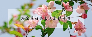 海棠花枝条太长怎样修剪,第1图