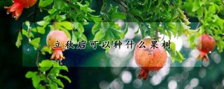 立秋后可以种什么果树,第1图