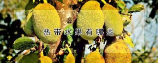 热带水果有哪些,第1图