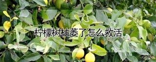 柠檬树枯萎了怎么救活,第1图