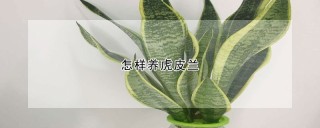 怎样养虎皮兰,第1图