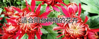 适合阳台种植的花卉,第1图