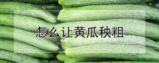 怎么让黄瓜秧粗,第1图