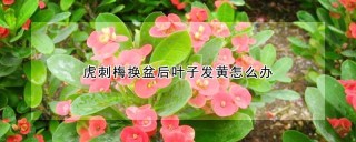 虎刺梅换盆后叶子发黄怎么办,第1图