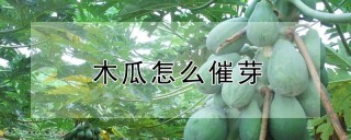 木瓜怎么催芽,第1图