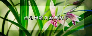 兰花养殖方法与技巧,第1图