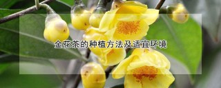 金花茶的种植方法及适宜环境,第1图