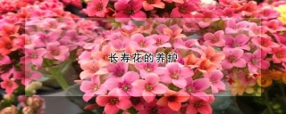 长寿花的养护,第1图