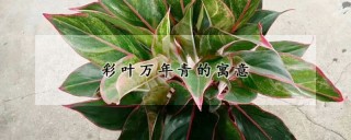 彩叶万年青的寓意,第1图