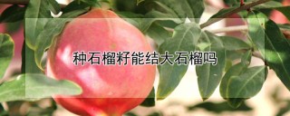 种石榴籽能结大石榴吗,第1图