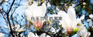 白玉兰花的寓意,第1图