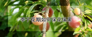 李子花期如何保花保果,第1图