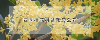 四季桂花树盆栽怎么养,第1图