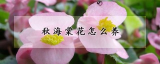 秋海棠花怎么养,第1图