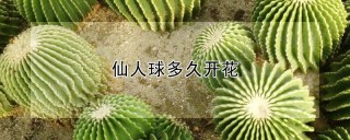 仙人球多久开花,第1图