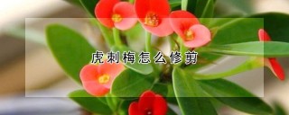 虎刺梅怎么修剪,第1图